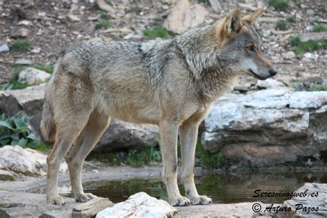 Tras la huella del lobo – El Lobo Ibérico: Canis lupus signatus